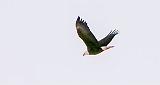 Bald Eagle In Flight_P1020550